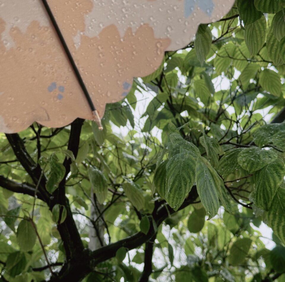 雨の日に緑の前にピンク色の傘が写っている