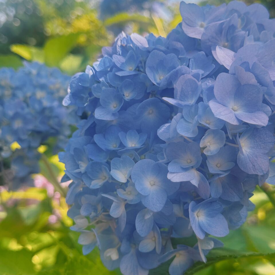 青色のアジサイ
