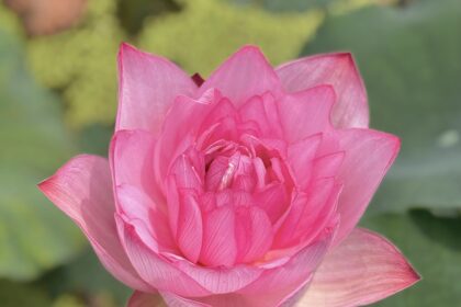 ハスの花